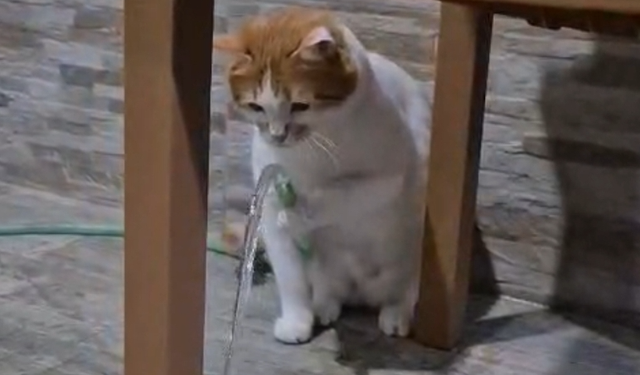 Kedi ‘Balım’, patisiyle hortumu kaldırıp su içti