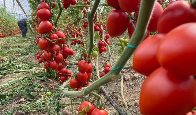 Antalya hal fiyatlarına göre yazın sebze meyvesi de arttı