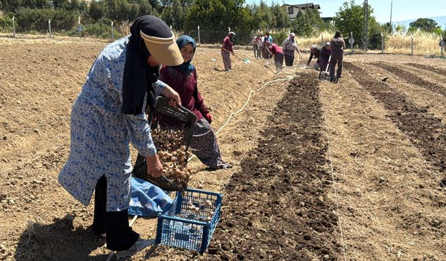 Kilosu 650 bin TL’den satılan safran toprakla buluştu