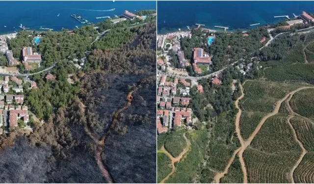 Muğla'da 2021'in küllerinden doğan ormanlar yeşil örtüsüne kavuştu