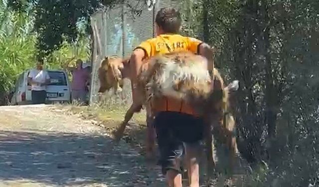 2 kuzen orman yangını sırasında rahatsızlanan keçiyi sırtlarında taşıdı
