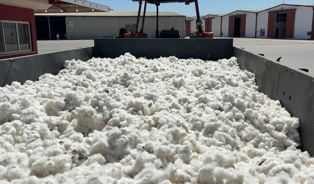 Aydın’da sezonun ilk pamuğu 100 TL’den sembolik olarak alındı