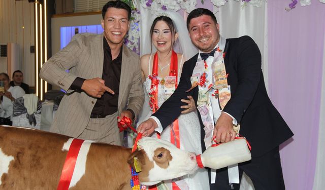 Düğünde gelin ve damada takı yerine buzağı hediye edildi