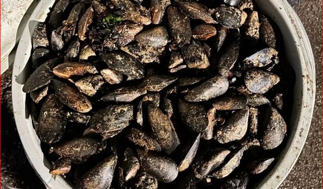 Durdurulan araçta 650 kilo bozuk midye ele geçirildi
