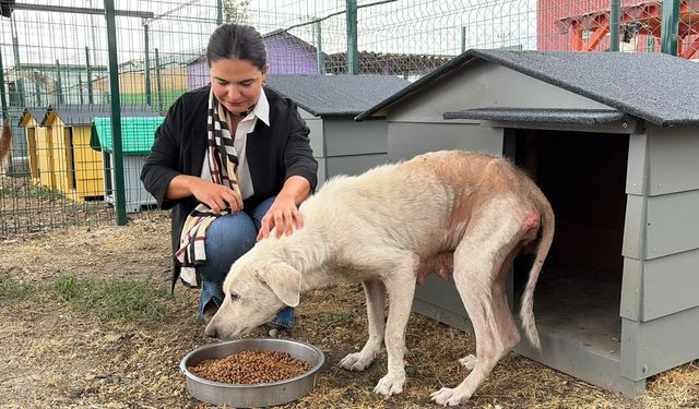 Pirelerin istila ettiği binadan çıkarılan köpeğe, kendisini kurtarıp sahiplenen avukatın adı verildi
