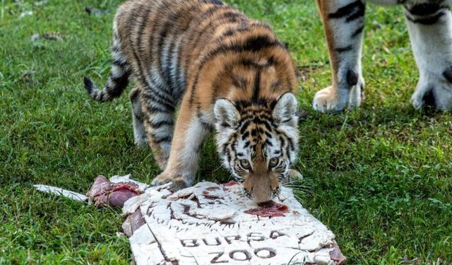 Türkiye’de doğan tek Sibirya kaplanı ‘Virginia’nın 100’üncü günü kutlandı