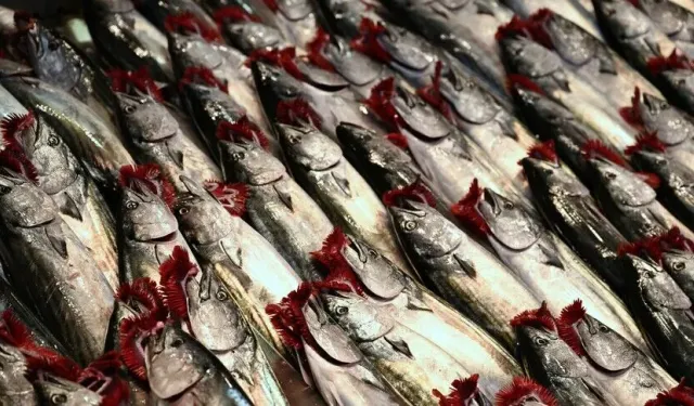 İstanbul'da ağustosta en çok palamut satıldı