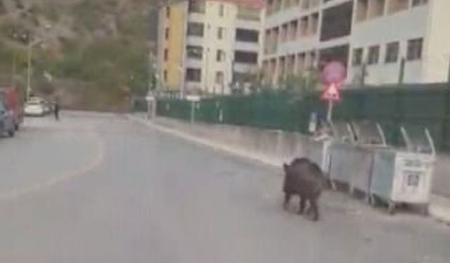 Amasya’da binaya giren yaban domuzu polis operasyonuyla etkisiz hale getirildi