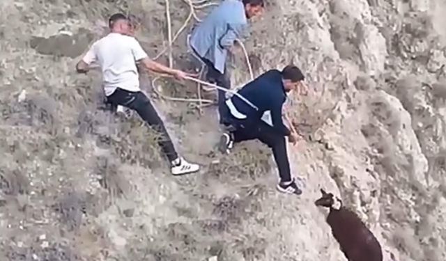 Gençler sarp kayalıklarda mahsur kalan koyunu kementle kurtardı