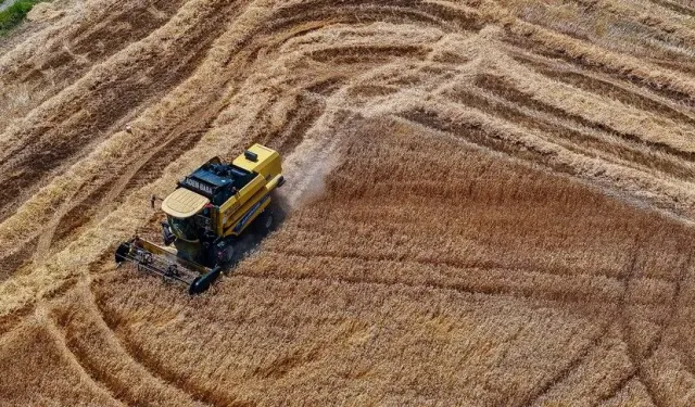 Buğday üretiminin bu yıl kişi başına 288 kilogramla yıllık ihtiyacı aşması bekleniyor