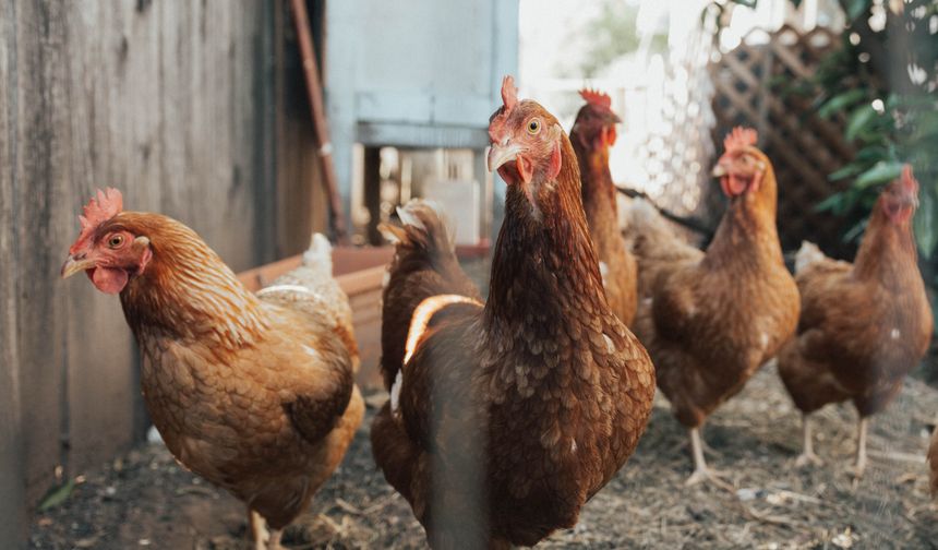 Şubat ayında tavuk ve yumurta üretimi arttı