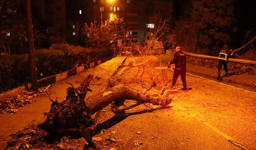 Edirne'de lodos ağaçları devirdi