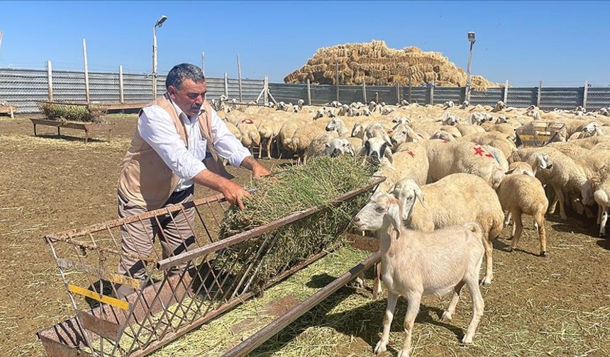 Yozgat'ta "Çadır ağıl" projesiyle küçükbaş hayvan sayısının artırılması hedefleniyor