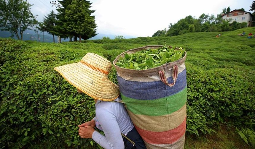 Çay üreticilerine 303 milyon 717 bin liralık destek ödemesi  yapılacak