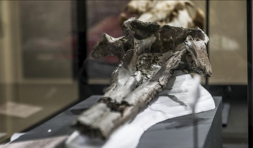 Bilim insanları Peru'da dev yunusa ait 16 milyon yıllık kafatası buldu