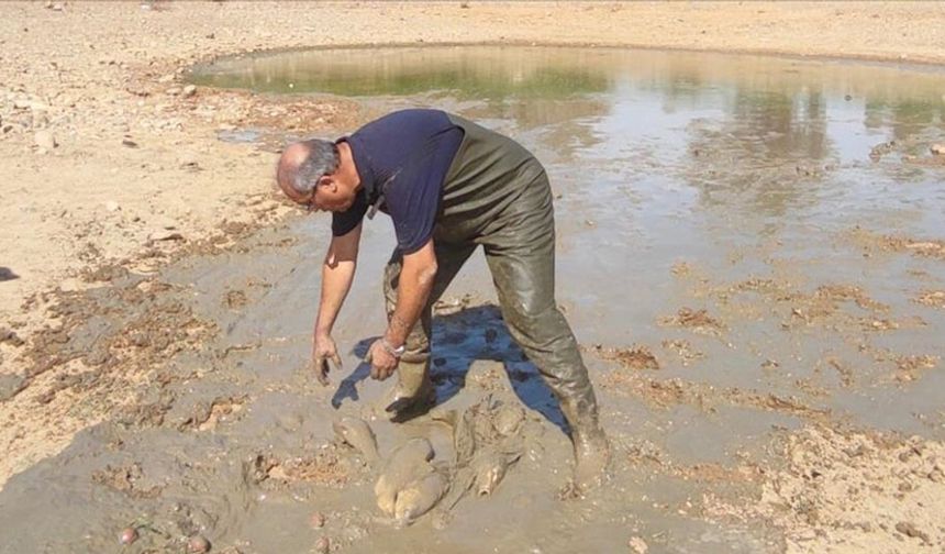 Bodrum'da kuraklık nedeniyle su seviyesi düşen göletteki balıklar kurtarıldı