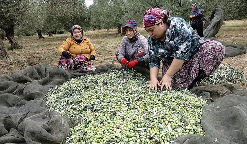 Zeytin üreticileri yağmur bekliyor