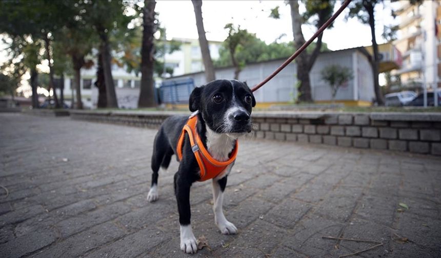 Felçli köpek, kök hücre nakliyle yürümeye başladı