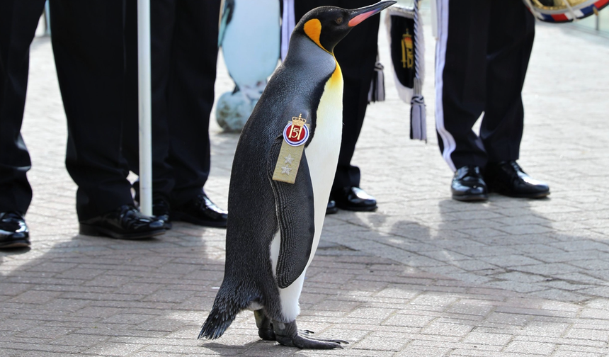 Guinness'ten dünyanın 'en yüksek rütbeli pengueni Olav’a kutlama