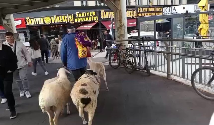 Küçükçekmece’de bir kişi, 4 koyunu ile yürürken görüntülendi