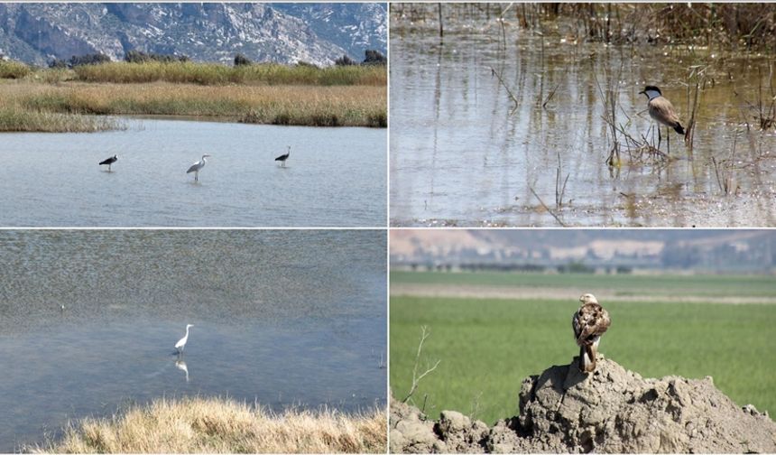 Göç yolu üzerindeki Hatay'da bahar döneminde 233 kuş türü gözlemlendi