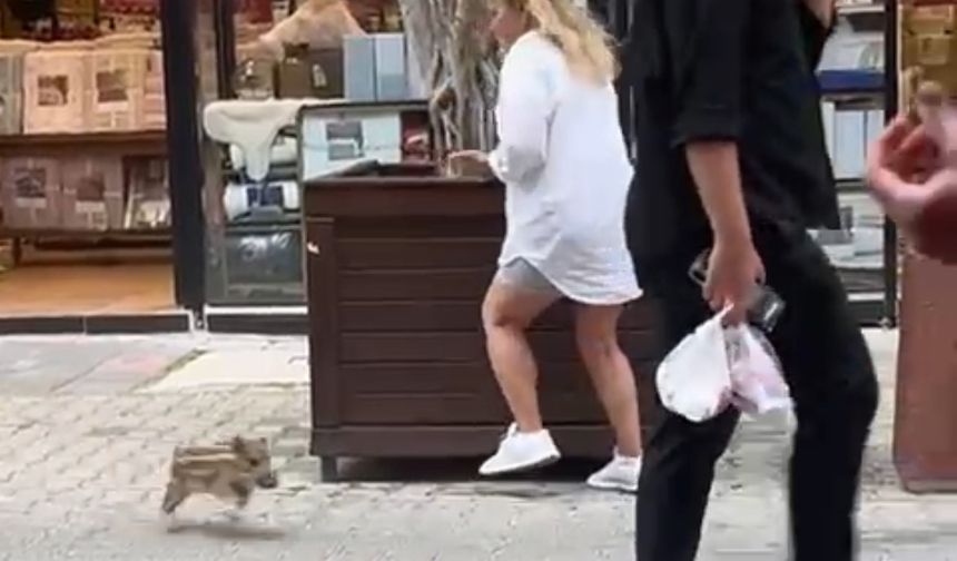 Yavru yaban domuzu iş yerine daldı