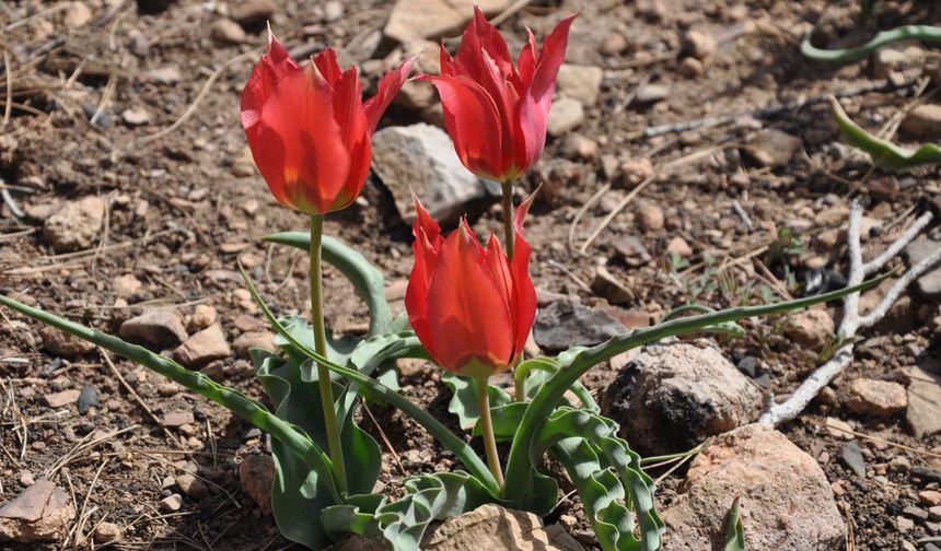 Dağ laleleri açtı