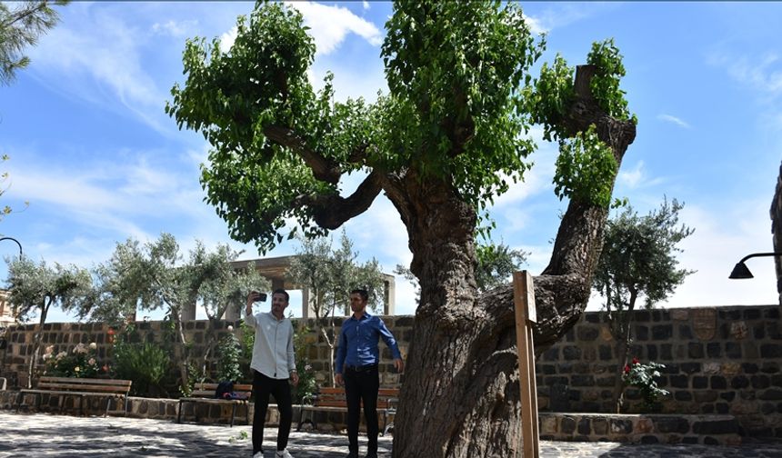 Şırnak'ta kilise avlusundaki 402 yıllık dut ağacının bakımı yapılıyor