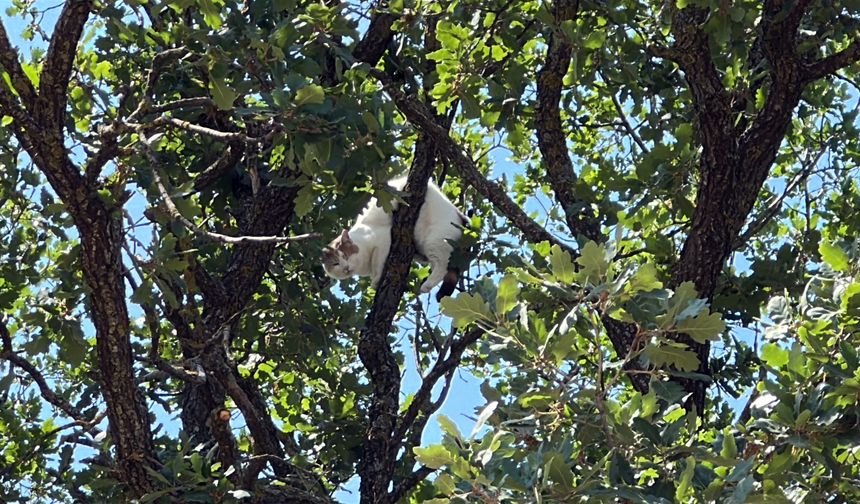Ağaçta mahsur kalan kedi için vali devreye girdi; 18 saat sonra kurtarıldı
