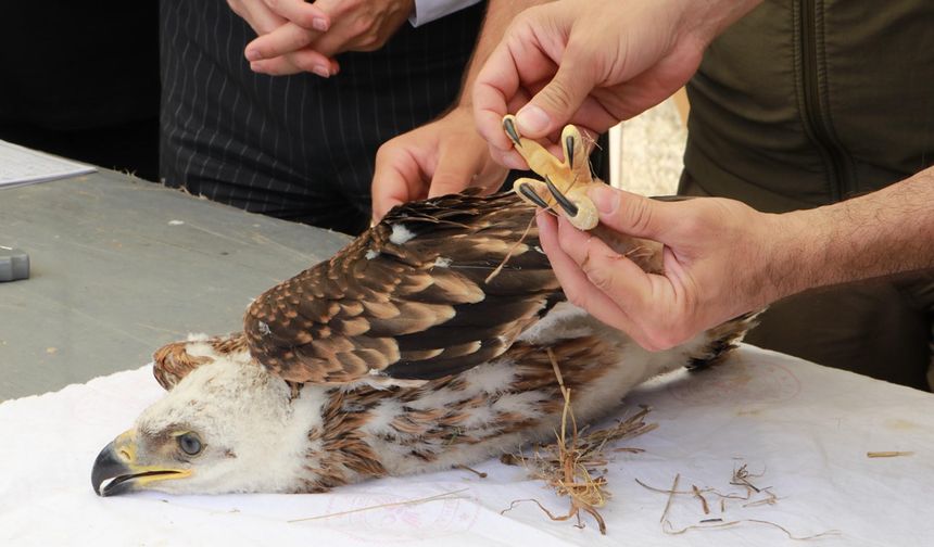 Trakya'da şah kartal ile leylekler için 'halkalama' çalışması