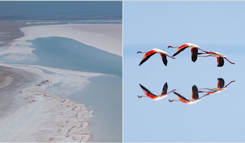 Kuraklık Tuz Gölü'ndeki flamingo sayısını düşürdü