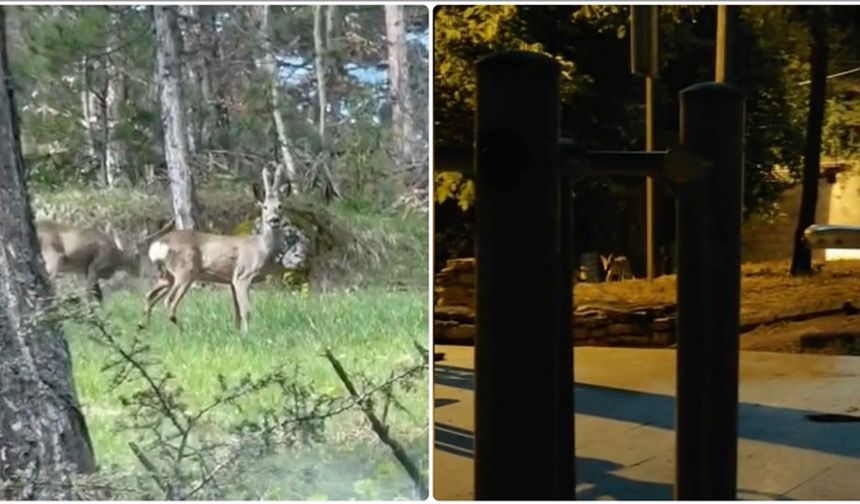Karabük'te karacalar, yaban domuzları ve tilki kamerada