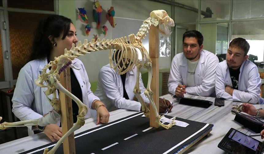 Hayvan kemiklerinden yapılan iskeletler yapay zekayla dijitale aktarılıyor