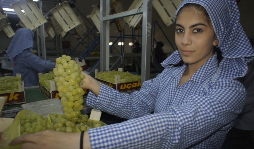 Diyabet hastalarının göz bebeği Superior Seedless üzümü sofralara girdi