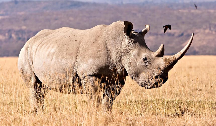 24 milyon yıllık fosillerden protein çıkarıldı