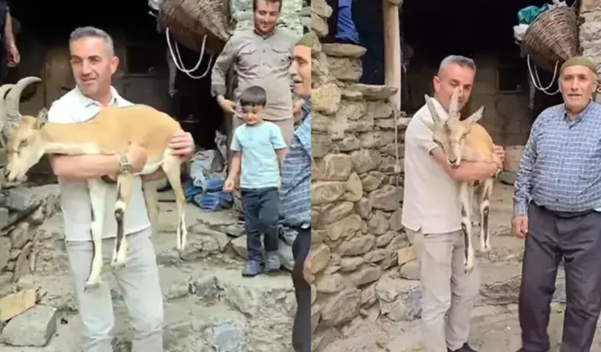 Yaylada bitkin halde bulunan dağ keçisi, bakıma alınd