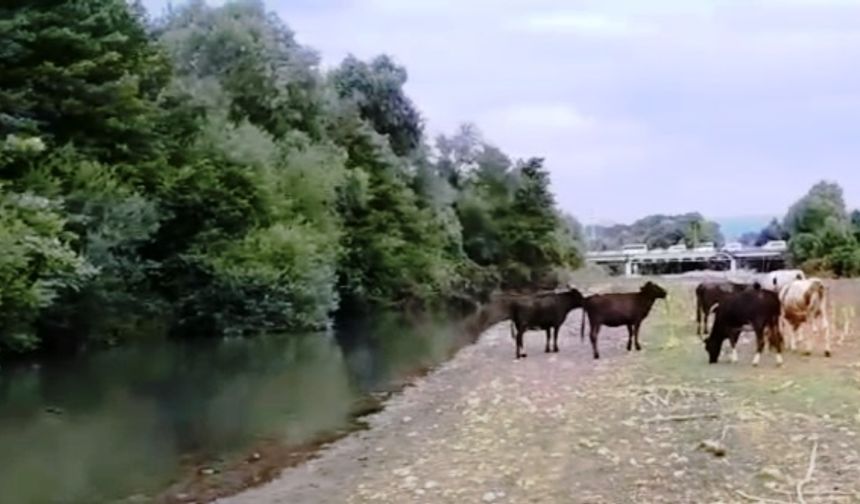 Mudurnu Çayı’nda kirlilik