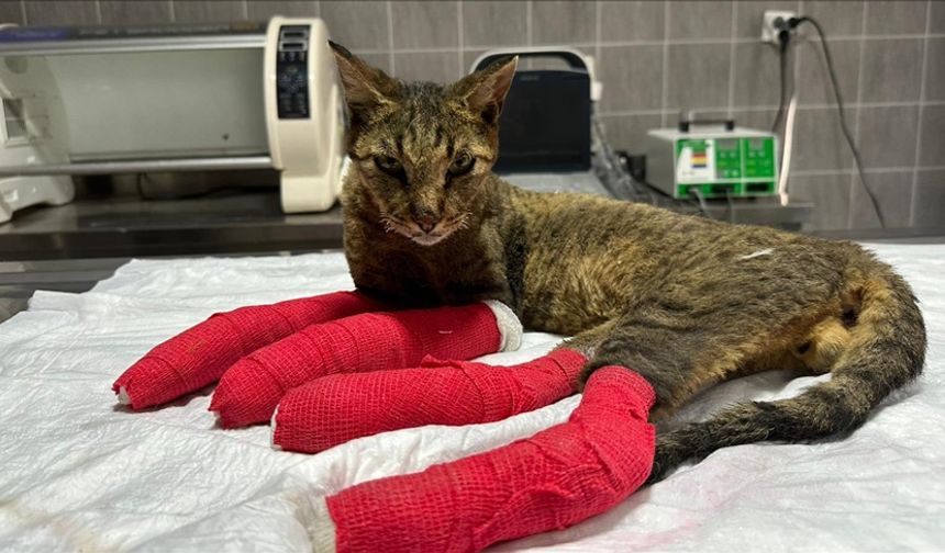 Sakarya'dan Bilecik'e sıçrayan orman yangınında yaralanan kedi tedavi altına alındı