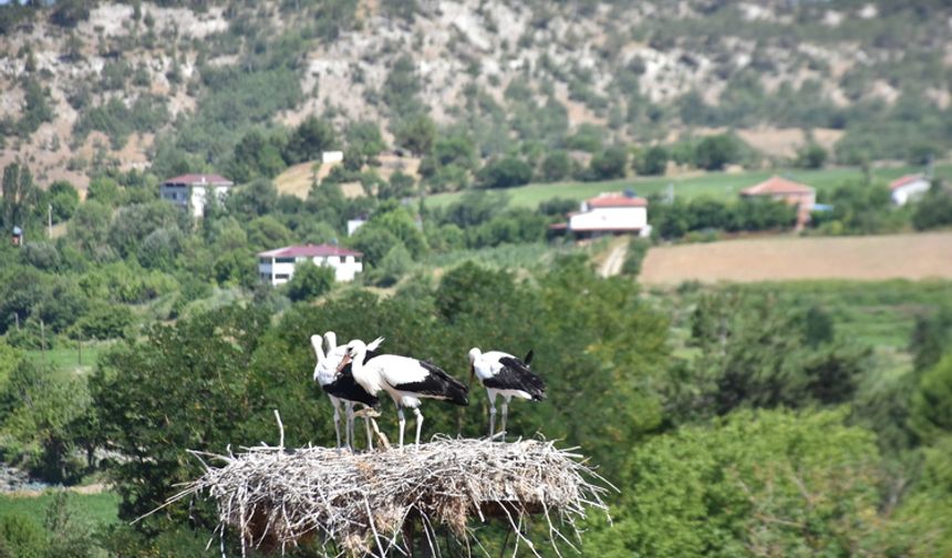 Sinop'taki Cuma Ovası'nda bu yıl leylek göçü gecikti