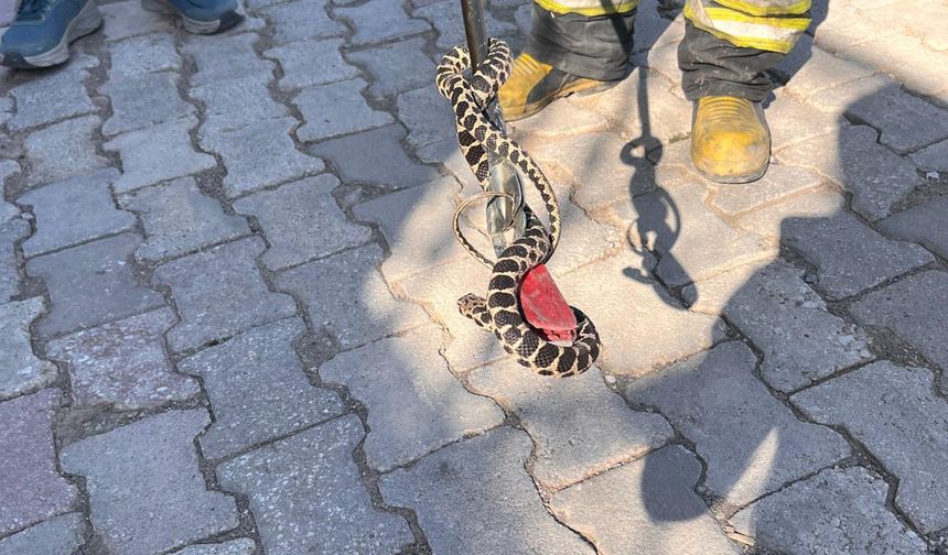 Konya'da evin bodrumuna giren yılan itfaiye ekibince yakalandı