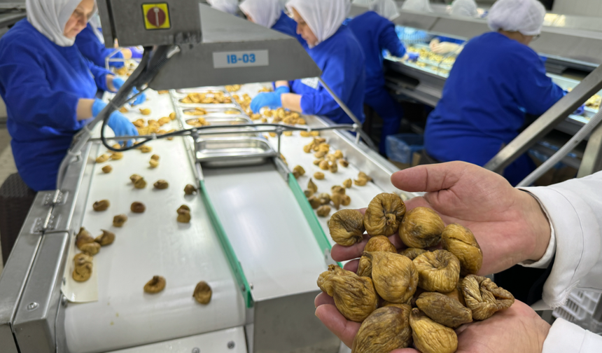 Kuru incirde üreticilere 19 bin kerevet dağıtıldı