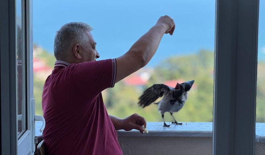 ‘Şakir’ ismini verdiği kargaya çocuğu gibi bakıyor