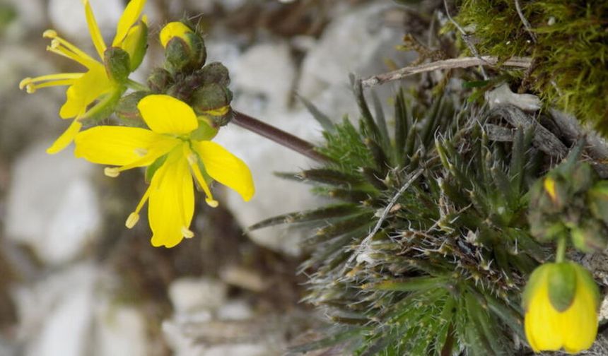 Yeni keşif 'tüylü kekreçiçeği' Türkiye'nin bitki florasına kaydedildi