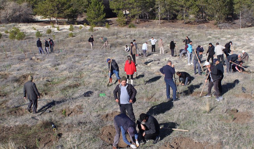 Beypazarı'nda hatıra ormanına fidan dikildi