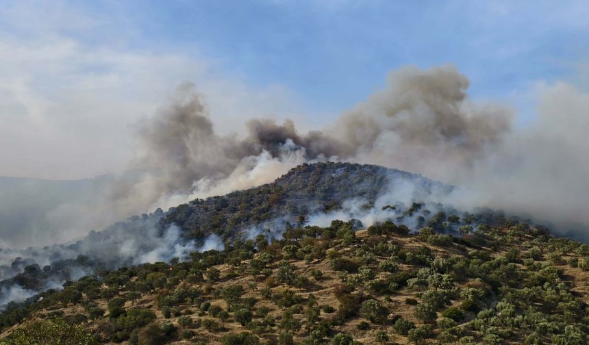 Aydın'da orman yangını