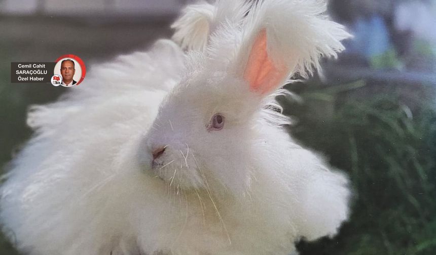 Ankara Tavşanı Çin’de 30 milyon adet, Ankara’da varlığı belli değil