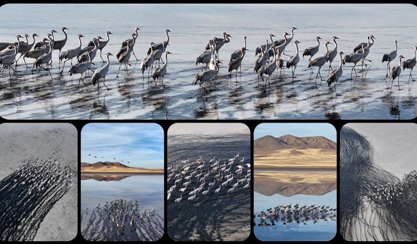 Su seviyesi yükselen Tuzla Palas Gölü'nde kuş popülasyonu arttı