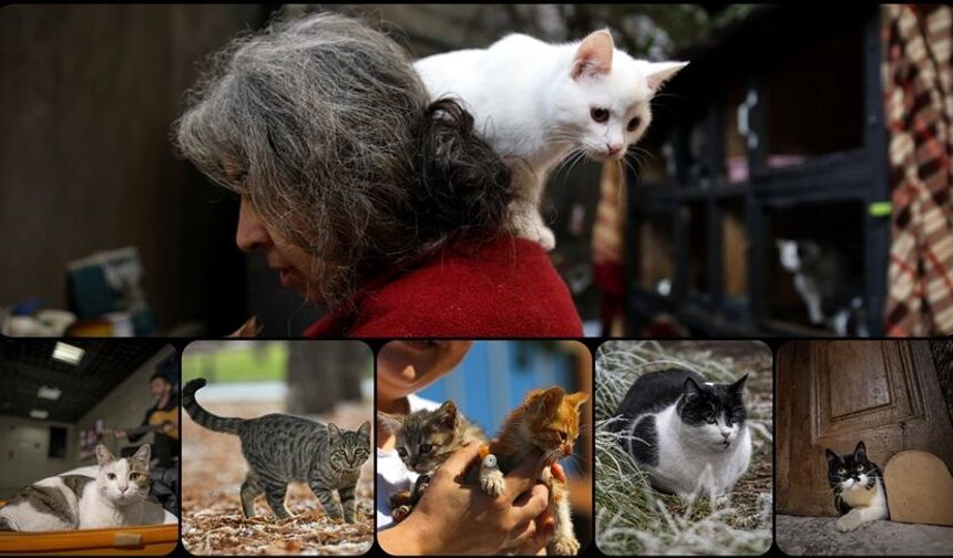 Yeni bulgular, kedilerin insanlarla ilişkisinin sanılandan daha geç başladığına işaret ediyor