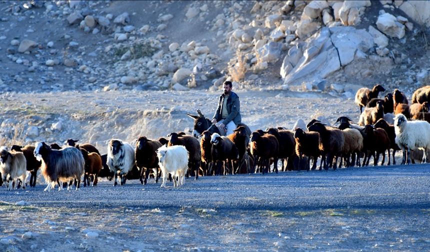 Kars yaylalarındaki göçerlerin dönüş yolculuğu devam ediyor