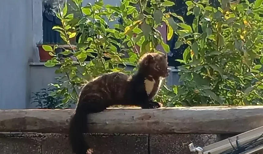 Osmaniye’de yerleşim yerinde sansar görüntülendi